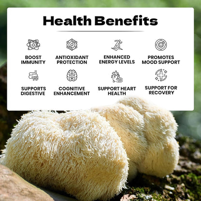 Organic Lion's Mane (Hericium erinaceus) 2oz Tincture