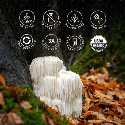 Organic Lion's Mane (Hericium erinaceus) 2oz Tincture