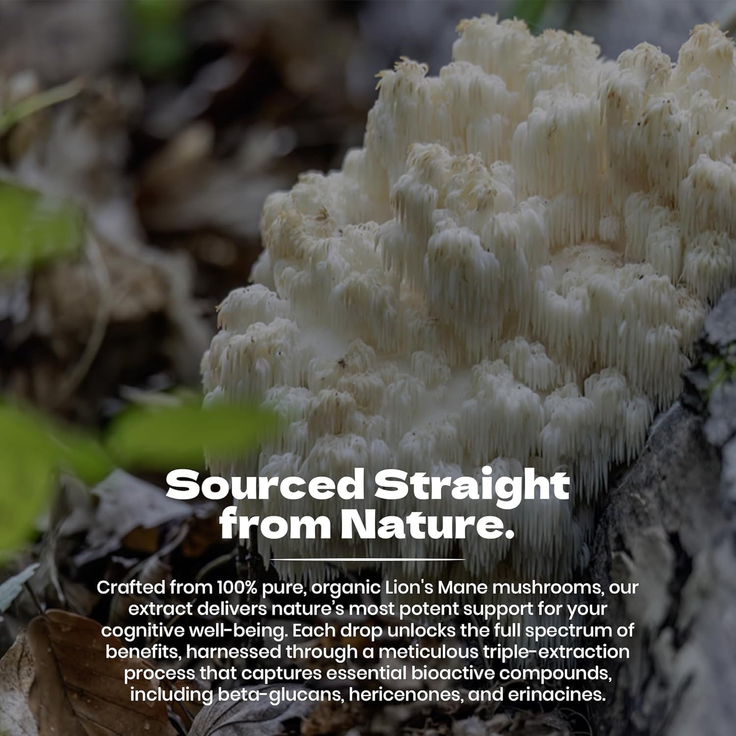 Organic Lion's Mane (Hericium erinaceus) 2oz Tincture