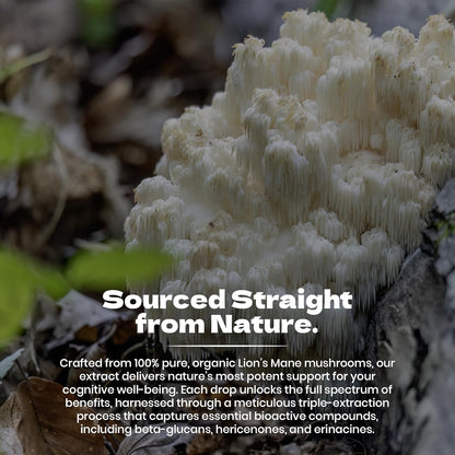 Organic Lion's Mane (Hericium erinaceus) 2oz Tincture